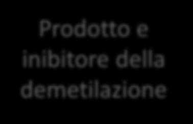 Farmaci ad attività antivirale con bersagli cellulari Meccanismo di protezione di alcuni mrna virali Donatore di metile Prodotto e inibitore della