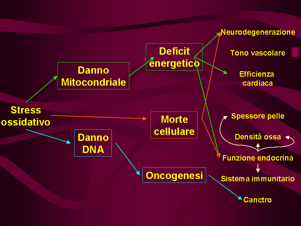 La quarta ipotesi riguarda il declino del sistema immunitario e l instaurarsi di processi infiammatori, più o meno silenti, dovuti all usura dell organismo, alla sua maggiore vulnerabilità ed alla