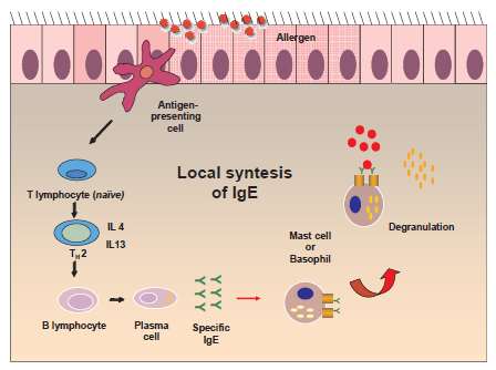 Il concetto di Rinite Allergica Locale La risposta IgE-mediata alla base