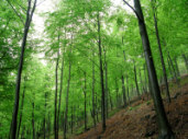 Temi trattati Gestione sostenibile e valorizzazione del patrimonio forestale, silvo-pastorale e ambientale Monitoraggio, progettazione e pianificazione forestale, ambientale