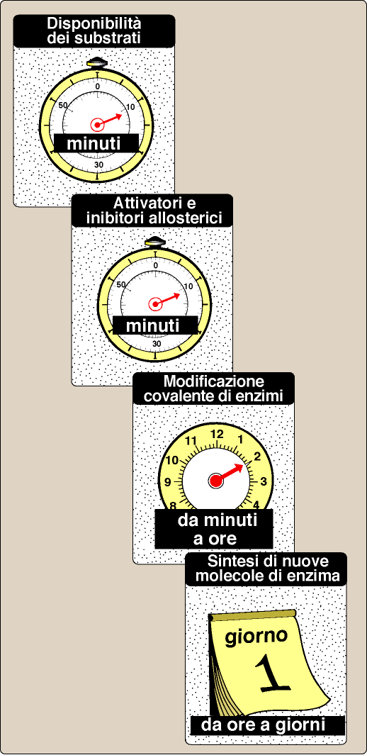 Le variazioni delle attività enzimatiche nelle condizioni di apporto di nutrienti Il flusso di intermedi lungo le vie metaboliche è controllato da quattro meccanismi che operano ciascuno secondo una