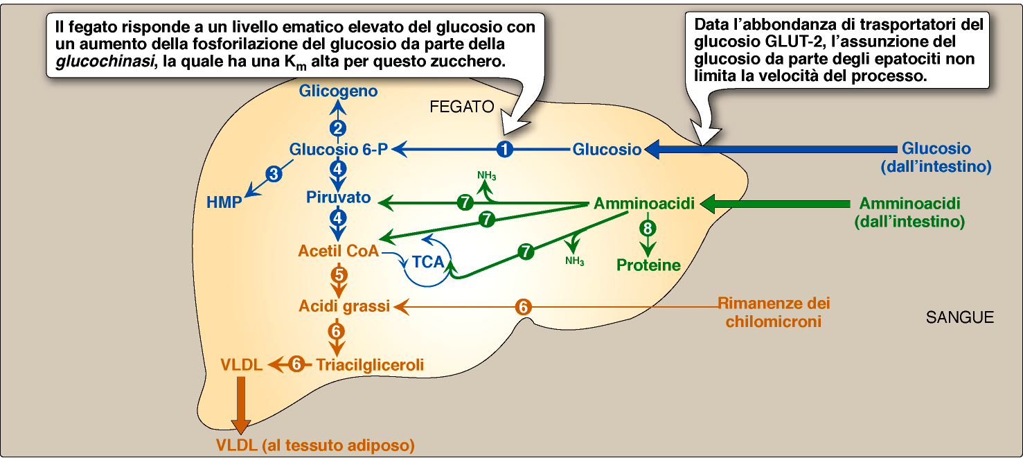 Il metabolismo dei grassi aumento della sintesi degli