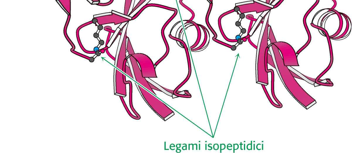 Legame isopeptidico Il residuo di Gly al C-terminale dell ubiquitina lega covalentemente i gruppi ε-amminici dei residui di Lys della proteina da