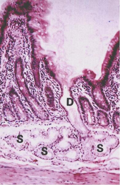 Sottomucosa del Duodeno Ghiandole Tubulo-alveolari ramificate Secernono fluido mucoso Bicarbonato Neutralizza