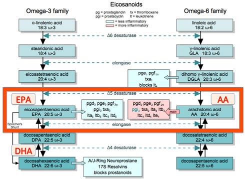 DHA) come prodotto finale di quella omega-3.