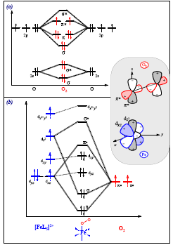 Natura del legame ferro-diossigeno Per analizzare la natura del legame fra il metallo e il diossigeno in questo tipo di composti sono rappresentati gli orbitali di un frammento del tipo [Fe II L 5 ],