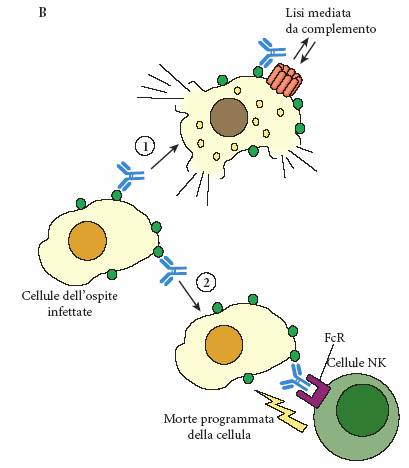 APOPTOSI Morte cellulare programmata (suicidio cellulare): fenomeno codificato da geni specifici.