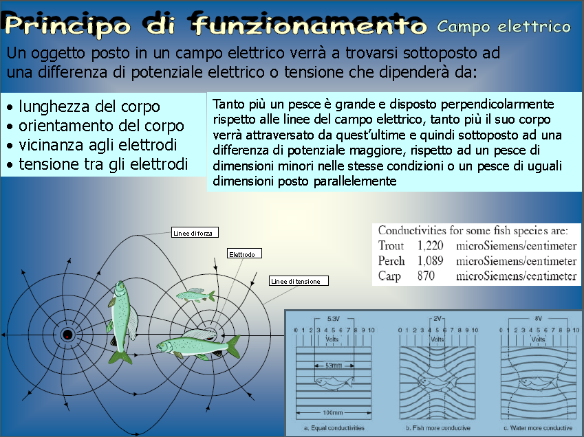 Schema di funzionamento di un elettrostorditore Lo scopo dell elettropesca è quello di far sì che il pesce