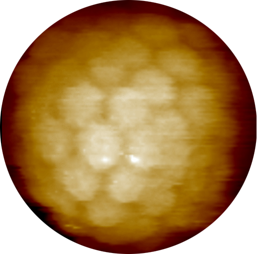 Assemblaggio delle Particelle Simil-Virali (VLPs) Modello strutturale di una VLP di HP V Virus-Like Particle (~20,000 kd) Proteine L1 (55-57 kd)