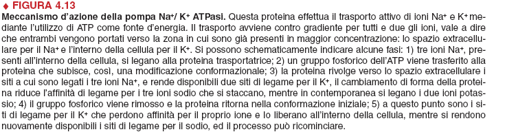 ATP asi di tipo P Pompa Na+/K+ ATPasi (antiporto attivo) La