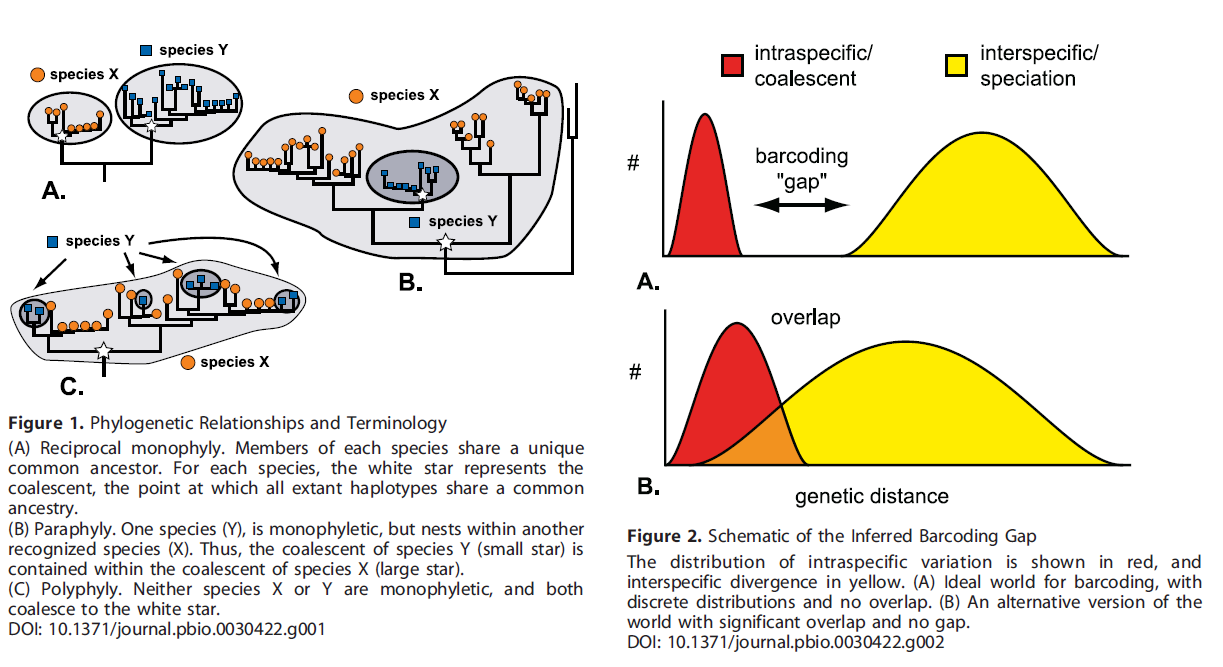 Il DNA barcoding per