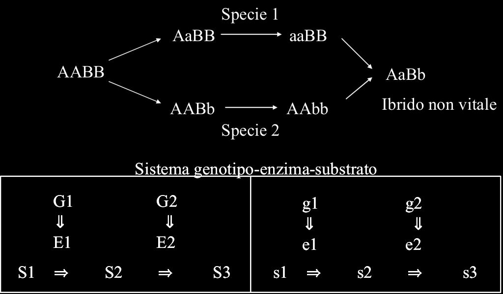 Teoria di Dobzhansky Muller, la possibile soluzione e un esempio ipotetico - Esempio con duplicazione genica e successiva degenerazione di geni - Sembra confermato da più studi che l infertilità dell