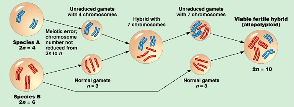 Una speciale forma di speciazione simpatrica istantanea per ploploidia Punti chiave: Molto diffusa nelle piante Popolazioni