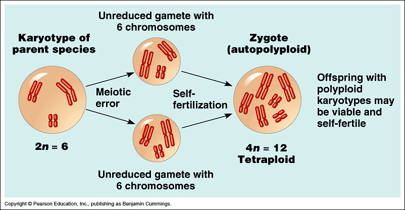Importante è arrivare a condizioni di poliplodia con numero pari di corredi cromosomici (altrimenti problemi di sterilità)