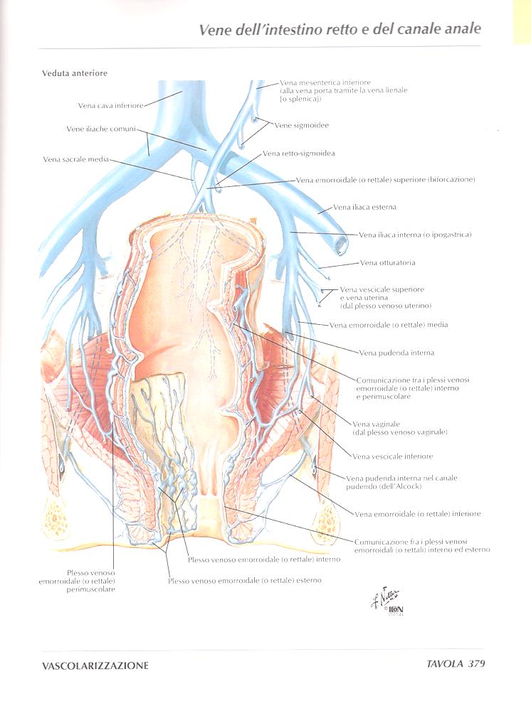 IL MEDICO DI MEDICINA GENERALE E LE EMORROIDI Dr