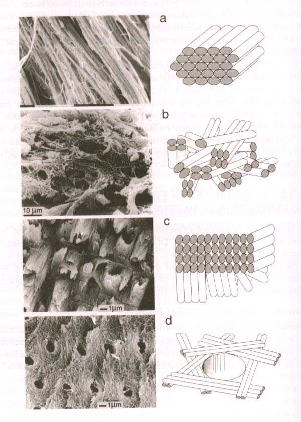 delle ossa Pattern