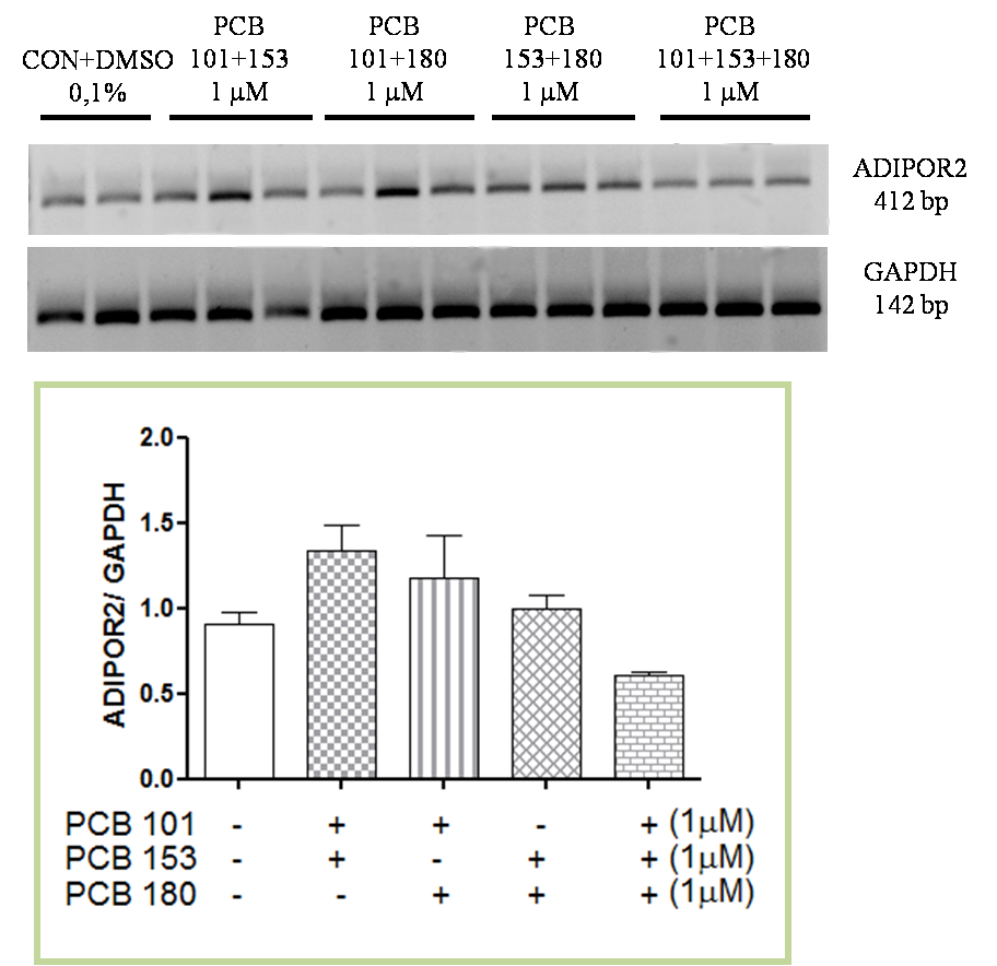 I PCB 101, 153 e 180, sia da soli sia in associazione, inducono, invece un leggero trend di diminuzione della trascrizione del mrna dell AdipoR2 come mostrato in Fig. 33 A e B.