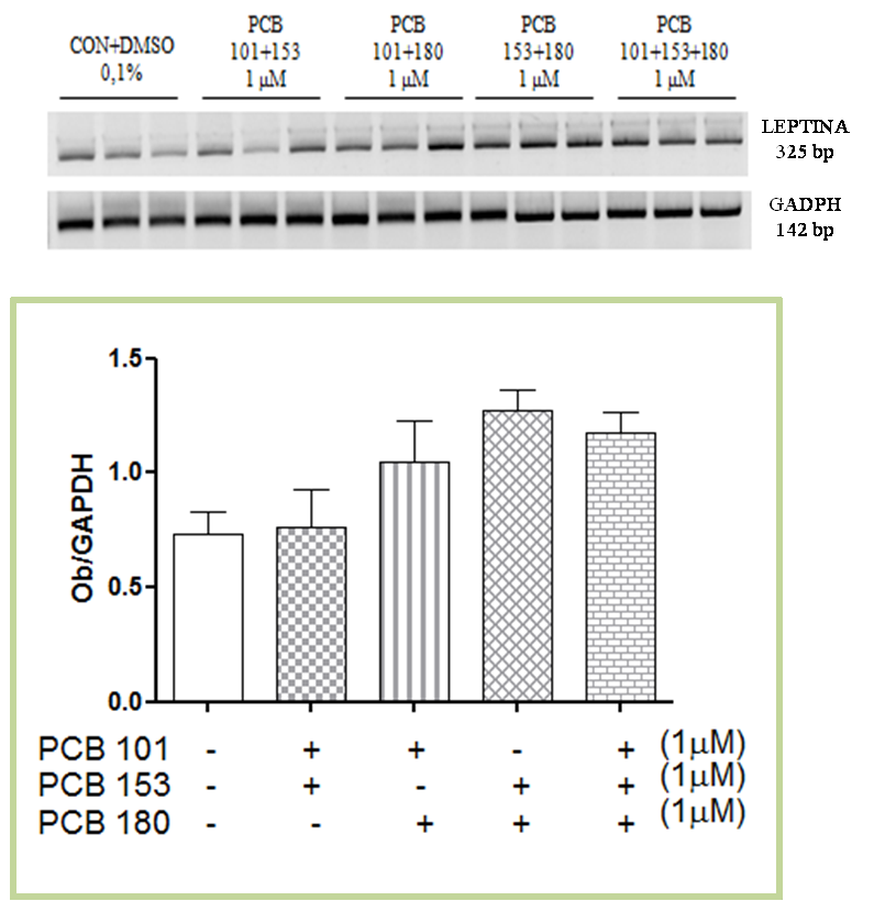 Inoltre, come mostrato in Fig. 28 A, quando i PCB sono associati si osserva un aumento dell espressione della leptina in particolare quando si associa il PCB 153 con il 180. I grafici in Fig.