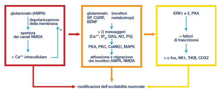 MECCANISMI DI SENSIBILIZZAZIONE CENTRALE Fase Immediata Fase intermedia Fase prolungata ms-s s-min ore-giorni Incremento e