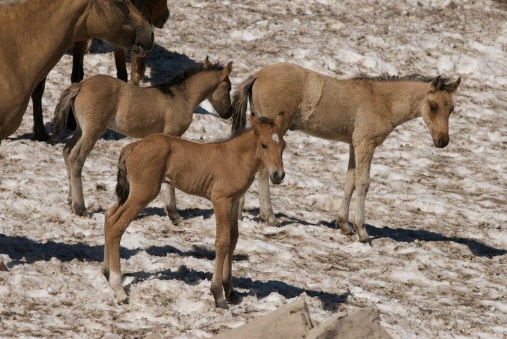 Il cavallo possiede inoltre una fitta rete capillare che, oltre a nutrire i tessuti vitali della pelle, consente al sangue di avere un contatto termico (Strasser) con l ambiente circostante.