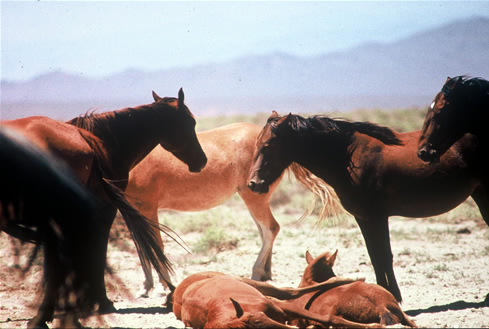 Figura 20 - Mustang al pascolo (archivio AANHCP) Come prima accennato a riguardo del movimento, il cibo spesso è scarso e quindi obbliga i branchi a spostarsi ripetutamente, contribuendo a ingerire