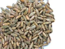 org/wiki/secale_cereale www.alimentipedia.