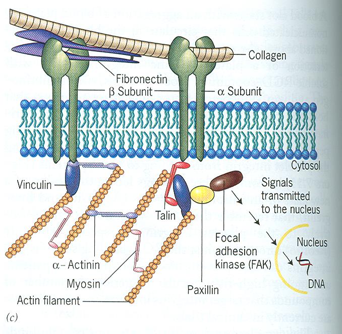 Adesione focale Ruolo delle integrine nella conessione tra la matrice Extracellulare e il citoscheletro il dominio citoplasmatico delle integrine rappresenta il sito