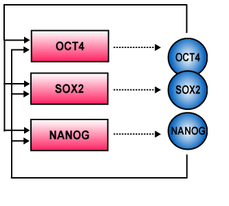 Controllo del self renewal mediante fattori di trascrizione La pluripotenza delle cellule