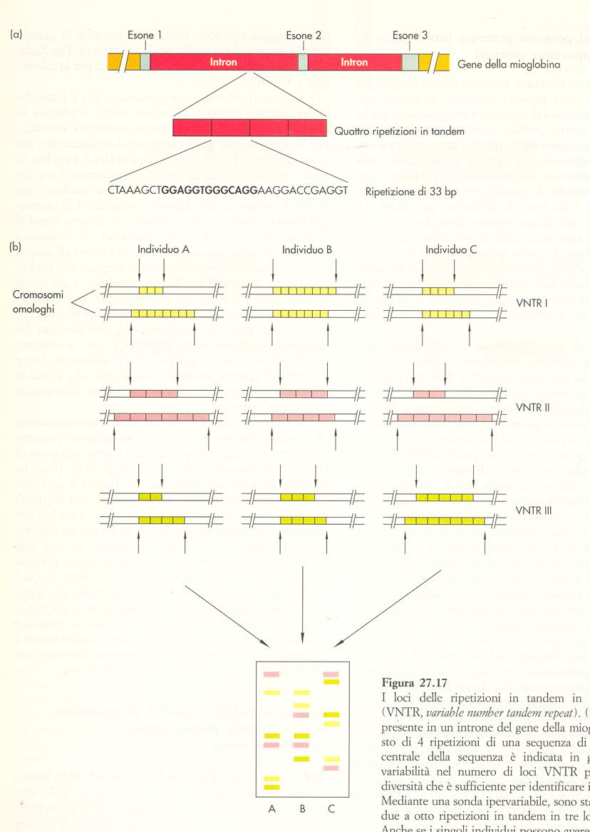 VNTR DNA fingerprinting