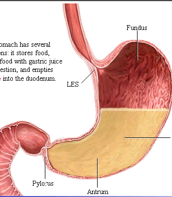 STOMACO Dilatazione sacciforme posta sotto il diaframma (2-6 ore per il suo svuotamento).