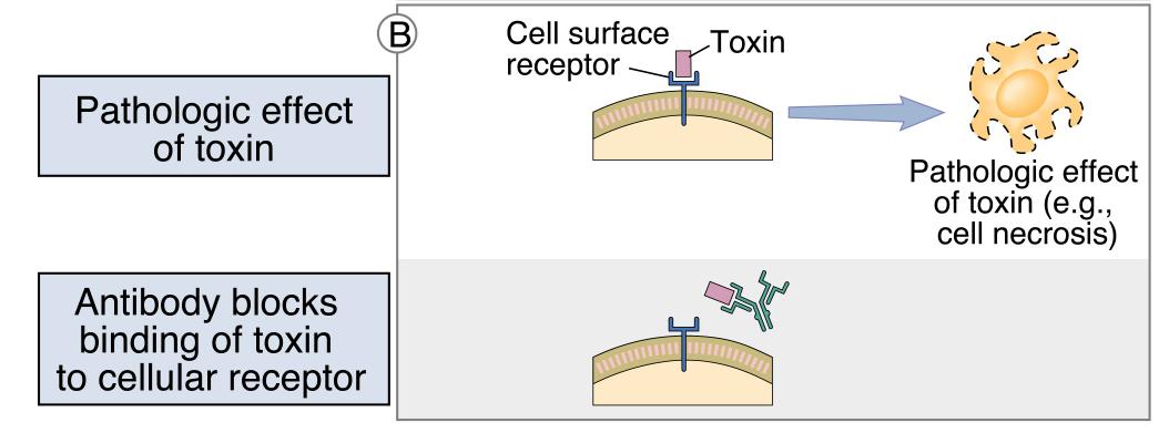Neutralizzazione Effetto patologico della tossina L anticorpo blocca il legame della tossina al recettore cellulare IgG e IgA ad