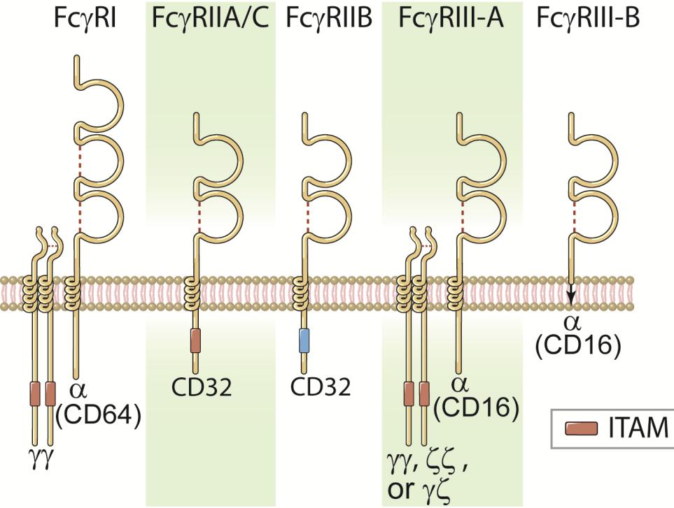 Recettori Fcg (FcgR) FcgRI (CD64) principale recettore che promuove fagocitosi espresso su macrofagi e neutrofili lega IgG1 e IgG3 ad alta