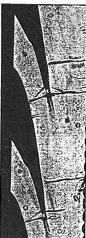 Fig. 4.14. Distribuzione del campo di densità (dati sperimentali VKI [13] a sx, Arnone [12] a dx). Guardando le figure 4.12 e 4.