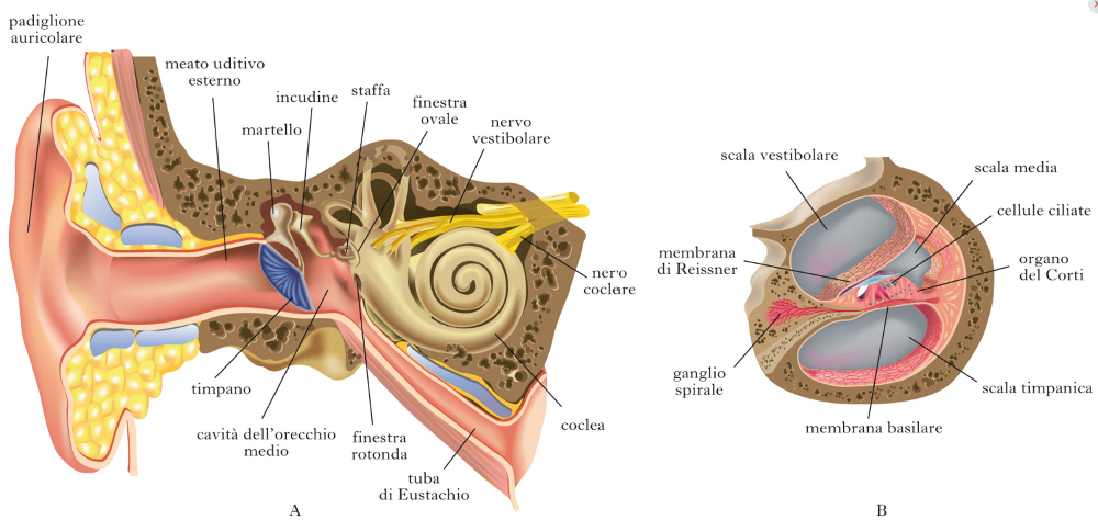 Anatomia dell'orecchio (II) L orecchio è l organo deputato alla funzione uditiva e a quella dell equilibrio.