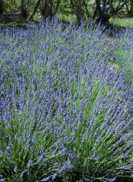 Lavanda Coltura poliennale (da 6 a 10 anni) AMBIENTE DI COLTIVAZIONE Vegeta bene in terreni asciutti, calcarei e relativamente profondi; tollera male i terreni acidi mentre si adatta bene a quelli