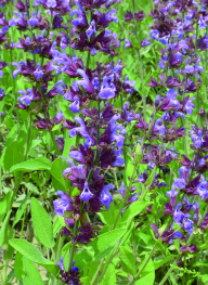 Salvia officinale Coltura poliennale (5-6 anni) AMBIENTE DI COLTIVAZIONE Specie tipicamente mediterranea, si adatta anche a terreni tendenzialmente argillosi e ricchi di calcare, purché non soggetti