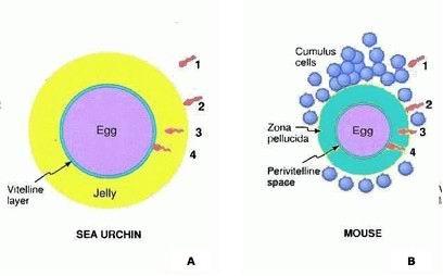 Diverse modalità di fecondazione Gli animali acquatici e gli Anfibi anuri producono grandi quantità di zigoti sui quali non esercitano cure parentali.