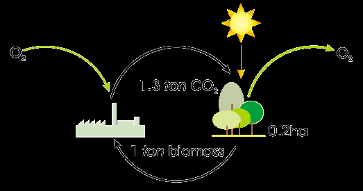 Biomassa: Vantaggio Ambientale Non vi è, quindi, un contributo netto che generi aumento del livello di CO 2 nell'atmosfera; questo è vero a meno delle emissioni da fonti fossili correlate alle