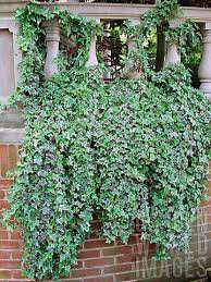 hidrangea in varietà hosta in varieta' hypericum var.