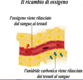 ANATOMIA FISIOLOGIA Per respirazione si intende lo scambio dei gas respiratori (essenzialmente