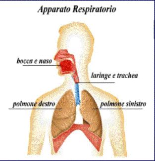 ANATOMIA FISIOLOGIA L'apparato Respiratorio Insieme di organi che presiedono alla funzione della respirazione.
