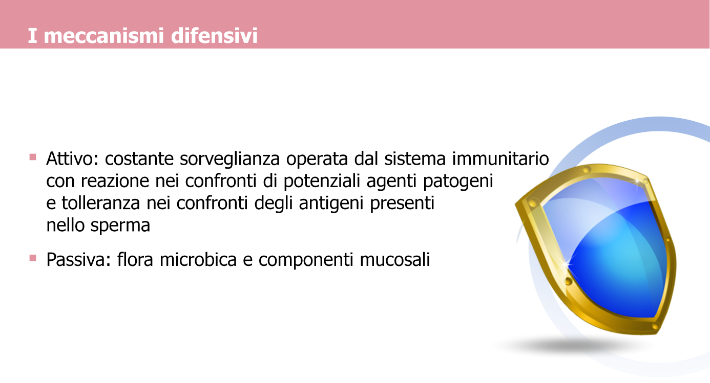 Come già accennato, la vagina è un organo di frontiera, essendo interposto tra l ambiente sterile della cavità addominale e il mondo esterno.