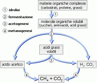 La maggior parte dei metanogeni utilizza l anidride carbonica come accettore finale di elettroni, riducendola a metano con il consumo di H 2, solo pochi altri substrati possono essere convertiti