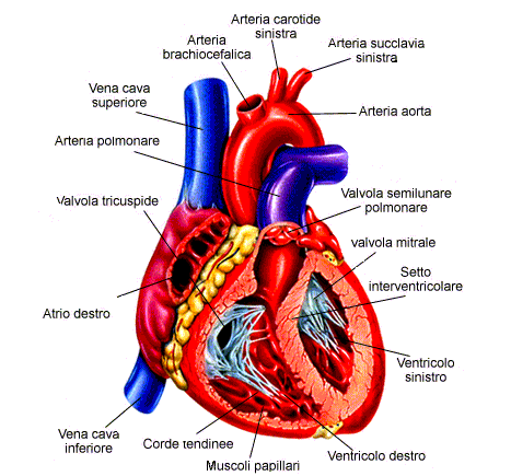 CAPITOLO IL CUORE E LE VALVOLE CARDIACHE Per comprendere a fondo il funzionamento delle valvole cardiache è necessario conoscere gli aspetti anatomici e fisiologici del cuore e il suo ruolo all