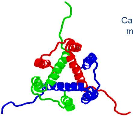 Peptide CLIP Catene α e β delle molecole MHCII CLIP Un peptide della catena invariante blocca il sito di legame all antigene