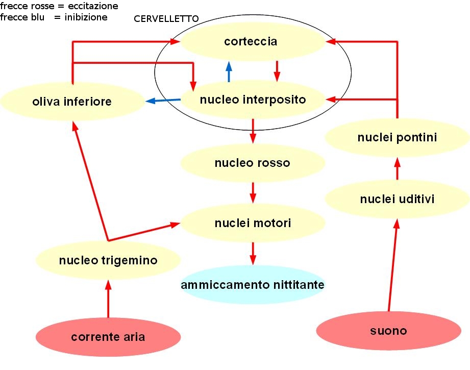 .. Questo schema del circuito nervoso alla base del