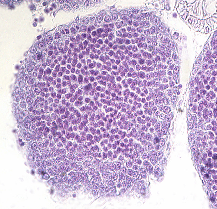 L * * L AG A * * B * AG C D Tavola 5: Morfologia del testicolo di Adamussium colbecki tra gennaiofebbraio.