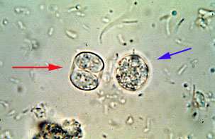 Neospora