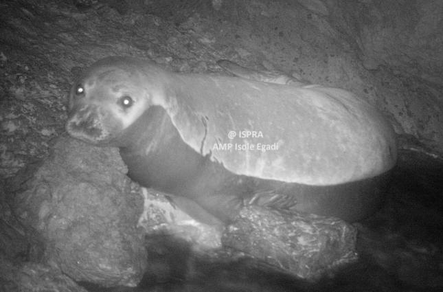 Specie protette Foca monaca, tartarughe marine, uccello delle