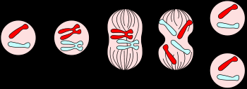 La mitosi produce sempre due cellule geneticamente identiche alla cellula madre e la